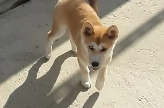 Собаки потеряшки, Армавир, фото: Потеряшка собака: ул. Кропоткина, 4, Армавир