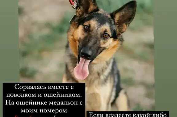 Пропала собака на Михайловском шоссе, Рязань