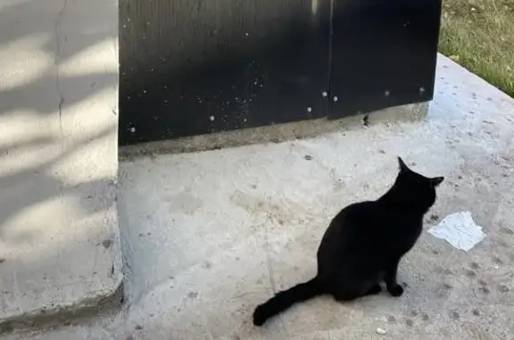 Найдена кошка в Казани, ищет дом