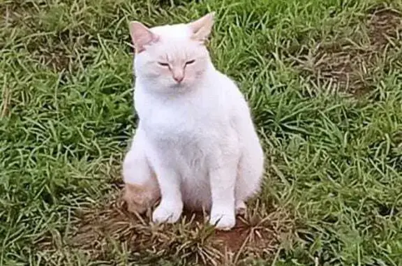 Пропала белая кошка с рыжими ушами в Московской области