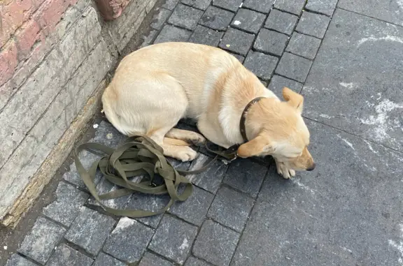 Найдена собака на Владимирском проспекте, Санкт-Петербург