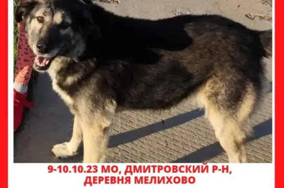 Пропала собака в д. Мелихово, МО. Помощь нужна!