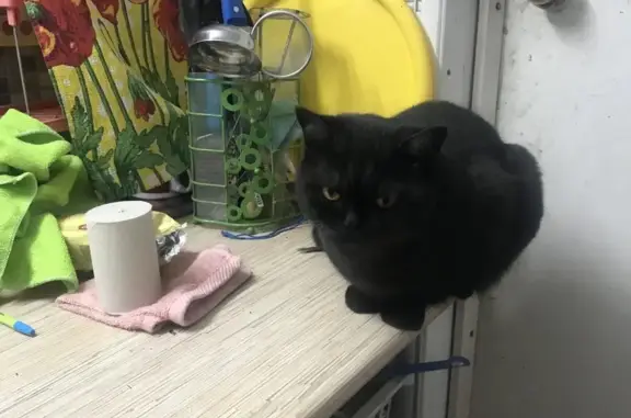 Пропала черная шотландская кошка в СНТ ЛОКОМОТИВ-1, Челябинск