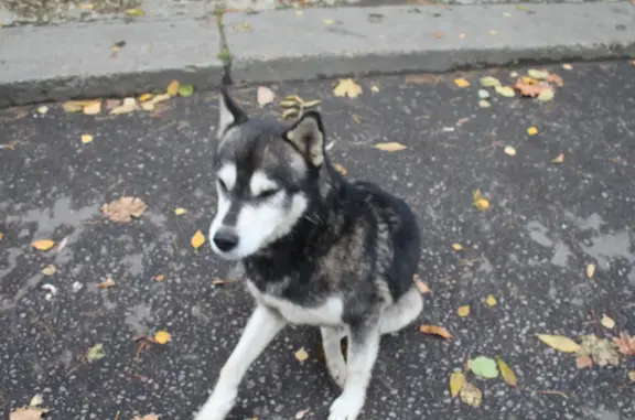 Найдена собака на ул. Ушакова, 16. Помощь в пристройстве.