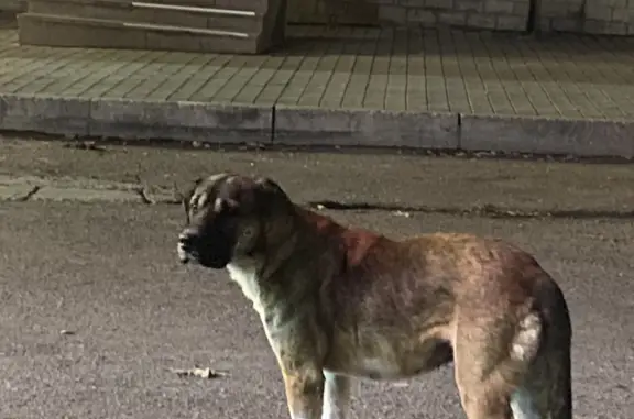 Собака потеряшка на ул. Очаковцев, Севастополь