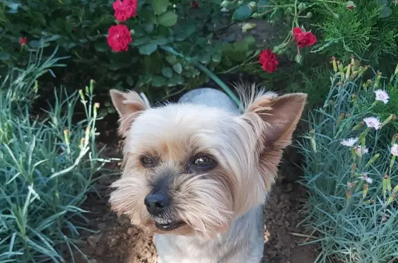 Собаки потеряшки, Волгоград, фото: Потеряшка собака 11 лет, Пролетарская ул., 51Б, Волгоград