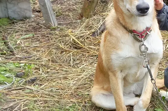 Пропала рыжая собака в Нефтеюганске, 6 мкр, ул. Нефтяников
