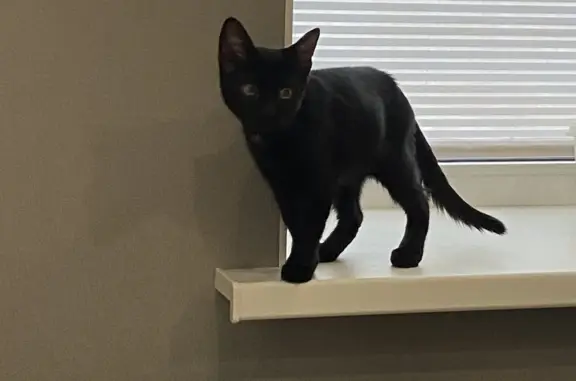 Найден черный котенок возле дома Карпова 3/1, Оренбург