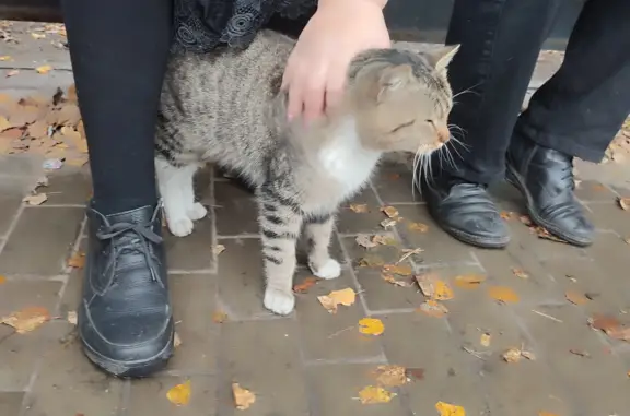 Найден кот на остановке Зорька, ул. Пушкина, 40, Искитим
