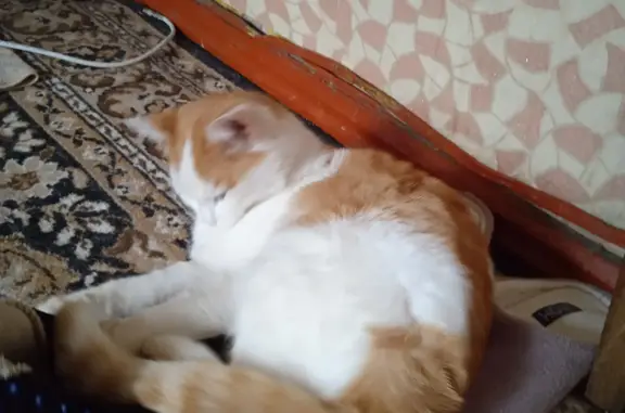 Кошка найдена на улице Посадская, Уфа