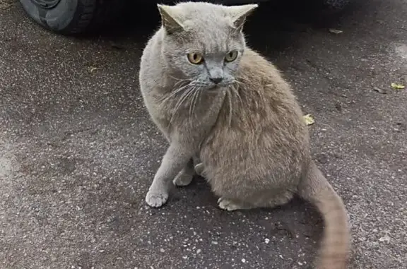 Найдена британская кошка возле Пятерочки, Коммунар
