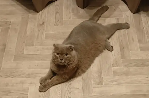 Найден серый шотландский кот в Москве
