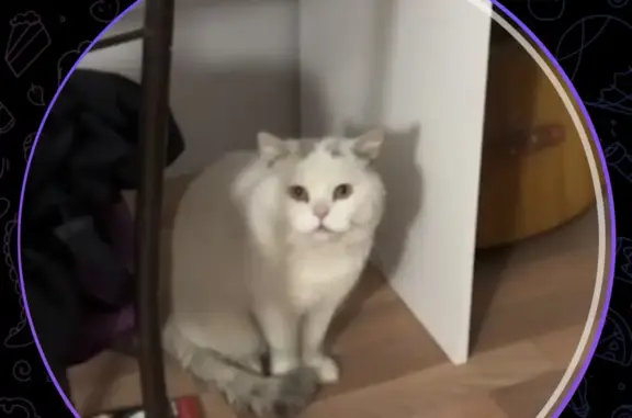 Найдена кошка Метис британца, белый окрас, ул. Бойцовая 10 к1, Москва