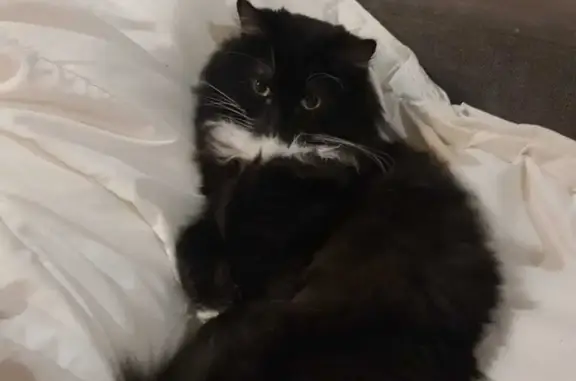 Кошки потеряшки, Санкт-Петербург, фото: Потеряшка кошка Котлета, Колокольная ул. 5, СПб