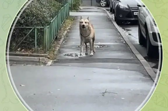 Потерянная собака в Липецке, 26 микрорайон