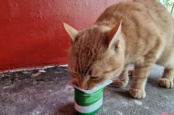 Найдена кошка на Алтайской 5, Москва