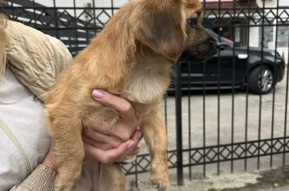 Собака найдена: ул. Гагарина, 55, Сочи