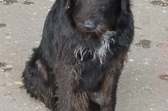 Найдена собака в Кстово, Зелёная улица