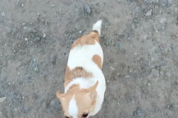Найдена собака возле Качалова 40, Волгоград