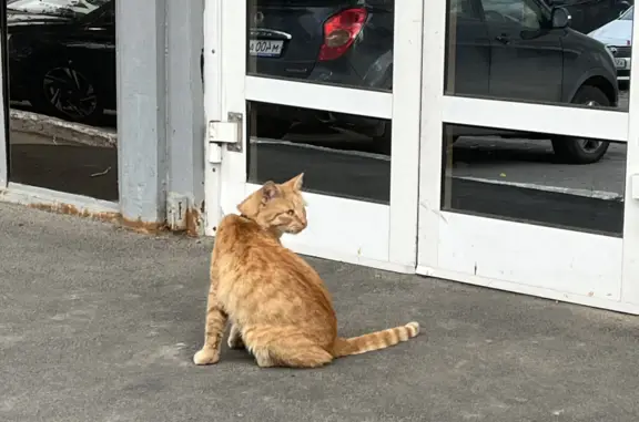 Найден рыжий кот возле Жирового комбината, Саратов