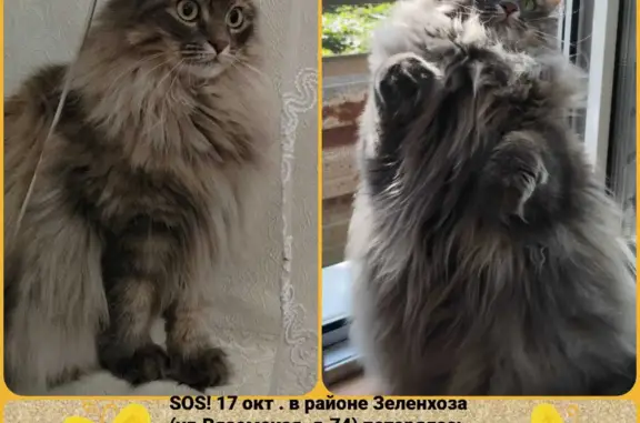 Пропала пушистая серая кошка на Вяземской улице, Орск