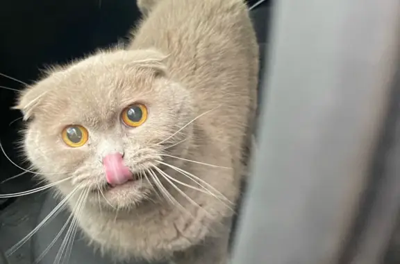 Найдена вислоухая кошка на Петергофском шоссе, СПб