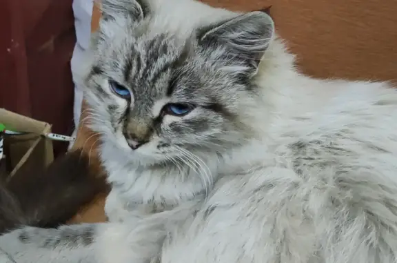 Найдена кошка в Дедовске: 89775985510, Волоколамская ул.