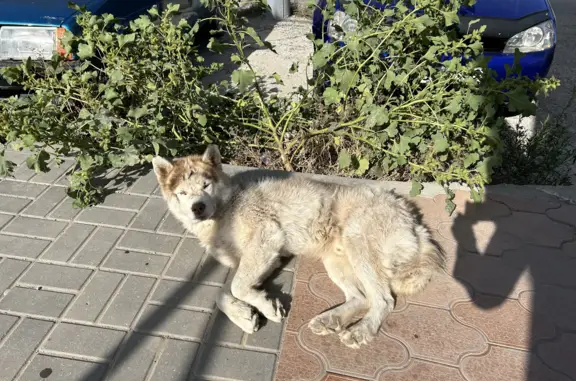 Найдена собака по ул. Набережная Казачьего Ерика 2А, Астрахань