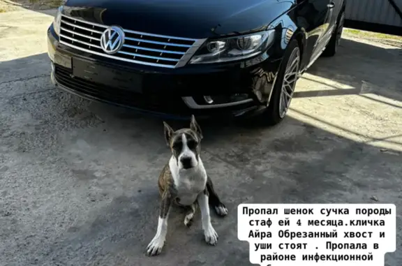 Пропала собака Айра, ул. Т.Керашева, 80, Майкоп