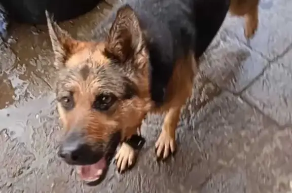 Пропала собака Джуна в Пролетарском районе, Кутузова