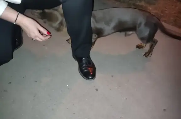 Собака найдена на пл. Ленина, Симферополь