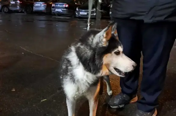 Собака найдена на детской площадке, Молодцова, 1В, Москва