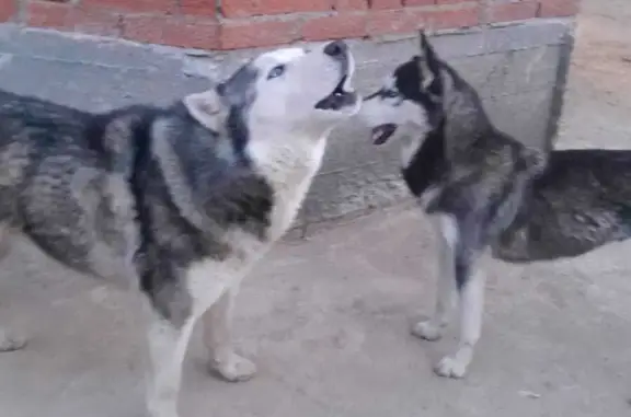 Пропала собака Хаски в Верхнем Услоне, Татарстан