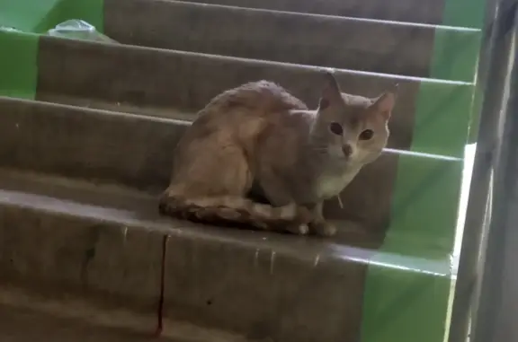 Найдена кошка Котик, Булатниковский проезд 10 к2, Москва