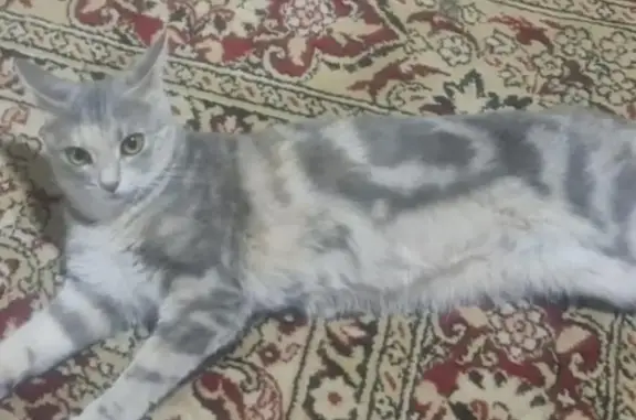 Пропала кошка Девочка на Строительной улице, Федоровка
