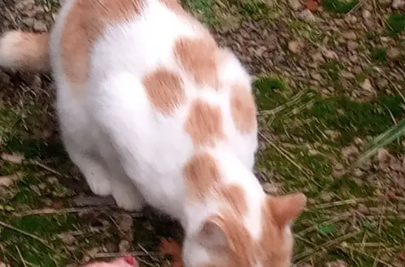 Найден добрый кот с окрасом рыже-белый на Интернациональной улице, 56, Ухта