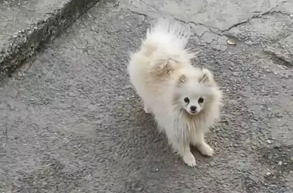 Пропала собака в Симферополе, район москольца, 18 школа