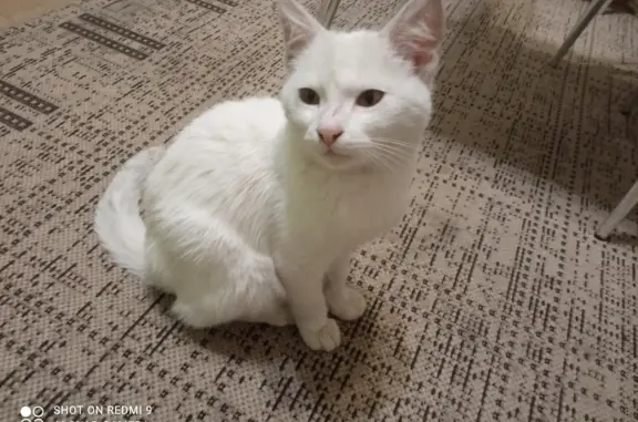 Найдена белая кошка на Кромской улице, Брянск