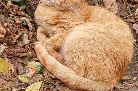 Найден рыжий кот без хозяев, Петербургское шоссе, Тверь