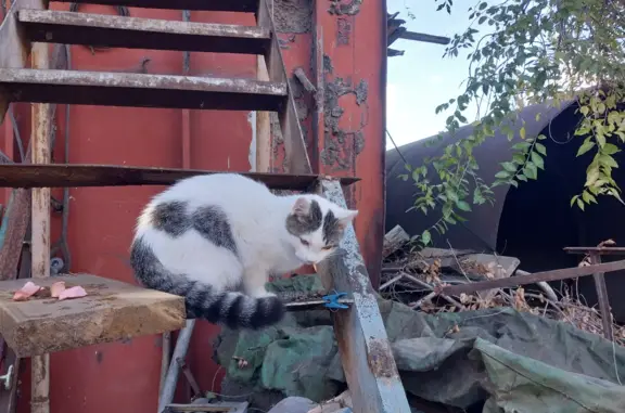 Найдена кошка на Адм. Нахимова, 92-96, Астрахань