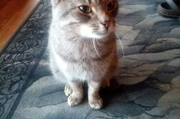 Найдена домашняя кошка на Луначарского проспекте, Голицыно