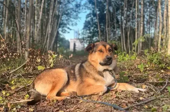 Пропала собака Якут в Московской обл.
