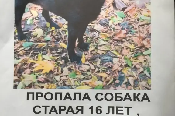 Пропала собака без ошейника: ул. Семашко, 19, Мытищи