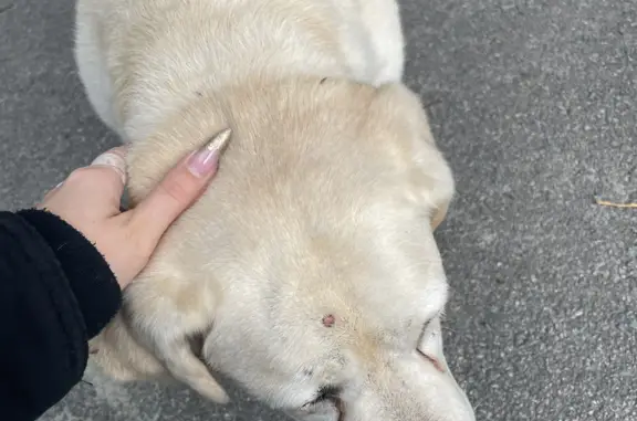 Собака Сука с опухолью и инсультом на Лётной улице