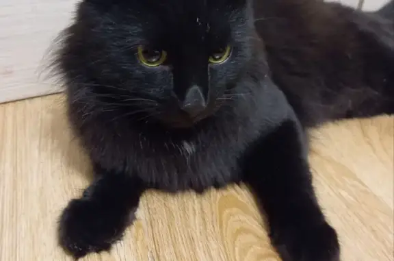 Найдена черная кошка с белой отметиной, ул. Лескова, 10А