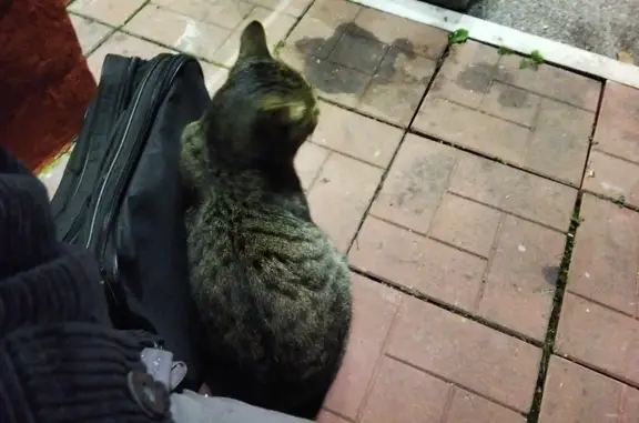 Найдена кошка у входа в вокзал, ищет дом