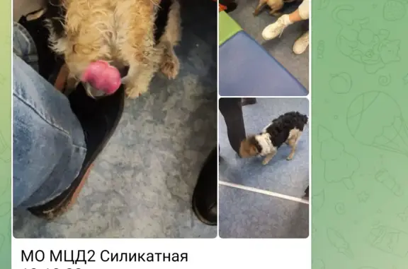 Собака найдена на Тепличной ул., Подольск