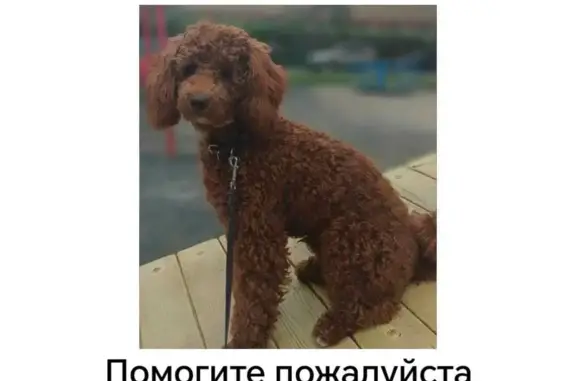 Пропала собака Коричневые пудель в Московской области