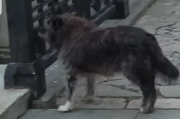Пропала собака в Парке им Ю.Гагарина, Симферополь