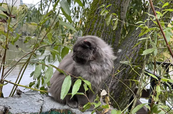 Найдена кошка у пруда Богдановского
